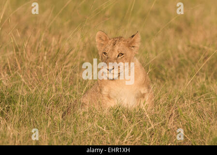 Loewe,Lion,Panthera Leon, CUB, Banque D'Images