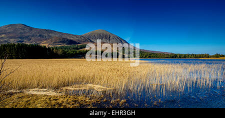 Les lits de roseaux sur le Loch Cill Chriosd, île de Skye, en Écosse au début du printemps Banque D'Images