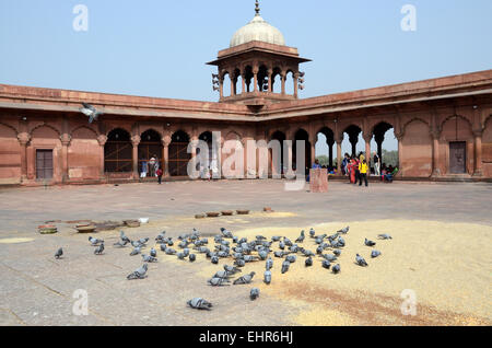 Mosquée Jama Masjid où les visiteurs quittent le grain et de l'eau pour nourrir les pigeons Delhi Inde Banque D'Images