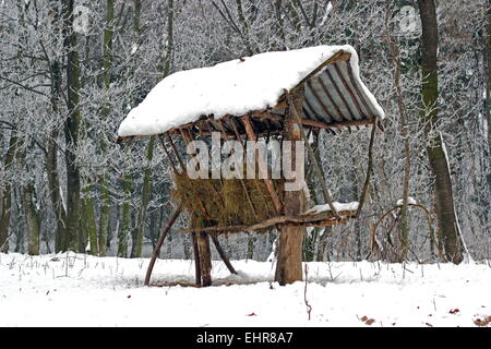 Alimentation le cerf cratch avec foin dans une journée d'hiver Banque D'Images