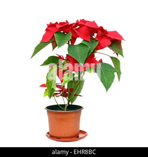 ( Euphorbia pulcherrima poinsettia colorés ) dans un pot isolated over white background Banque D'Images