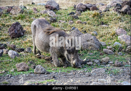 Phacochère (Phacochoerus africanus), Région de balle, Oromia, d'Oromiya en Éthiopie ou Banque D'Images