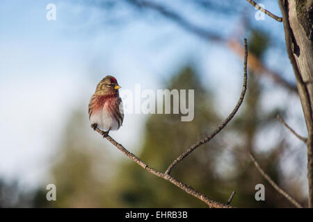 Un sizerin flammé repose sur une branche de Pasvik, la Norvège. Banque D'Images