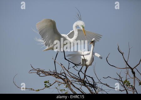 Grande Aigrette Ardea alba, avec le bâton au nid Banque D'Images