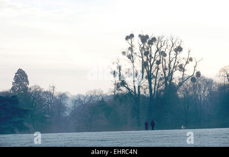 Un couple en train de marcher les chiens dans un parc sur un matin d'hiver glacial. Banque D'Images