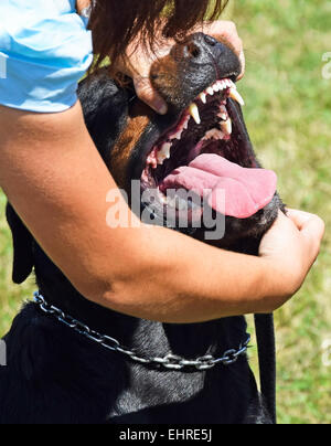 Examen d'une dent de chien rottweiler Banque D'Images