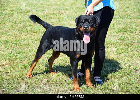 Jeune chien rottweiler Banque D'Images