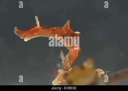 - Le lièvre de mer Aplysia punctata Banque D'Images