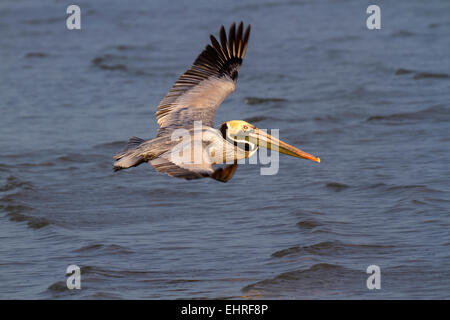 Pélican brun (Pelecanus occidentalis) volant au-dessus de l'océan au petit matin, Galveston, Texas, États-Unis. Banque D'Images