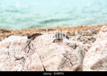 Leopard Gecko Lizard sur les roches Banque D'Images