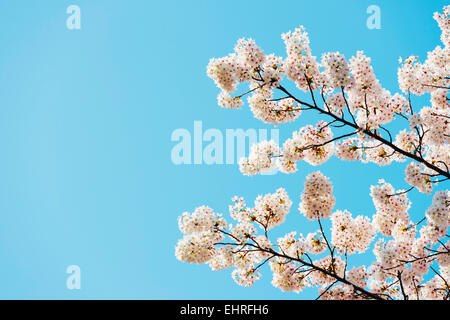 L'Asie, République de Corée, Corée du Sud, l'île de Jeju, Jeju city, spring cherry blossom Banque D'Images