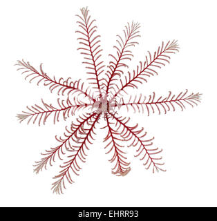 Feather Star - Antedon bifida Banque D'Images