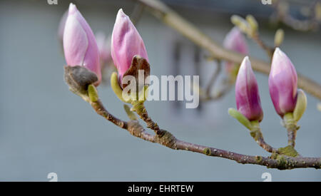 Plusieurs magnolia flower-bourgeons sont situé contre le soleil. Magnolia fleurs sont de couleur rose. Banque D'Images