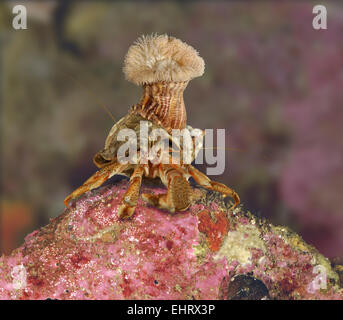 Anémone Calliactis parasitica sur shell buccin commun occupés par l'Ermite - Pagurus bernhardus Banque D'Images
