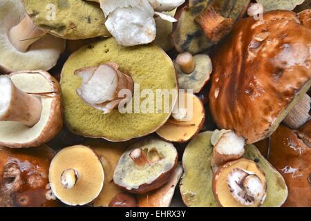 De nombreux champignons comestibles Banque D'Images