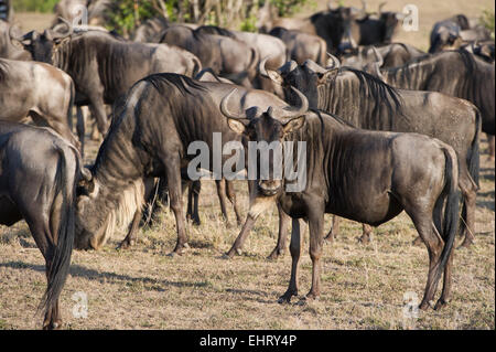 Wilderbeast,Gnu,Connochaetes taurinus Banque D'Images