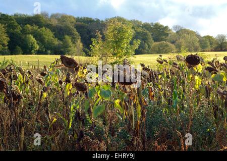 Morts dans un champ de tournesols dans le Royaume-Uni à l'automne Banque D'Images