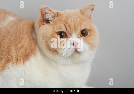 Crème et blanc couleur bi chat British Shorthair. Banque D'Images