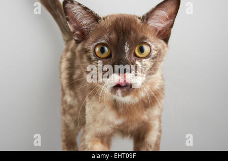 Brown Tabby chat Birman. Banque D'Images
