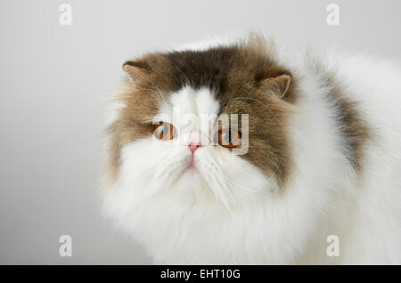 Brown, tabby et blanc chat Persan Banque D'Images