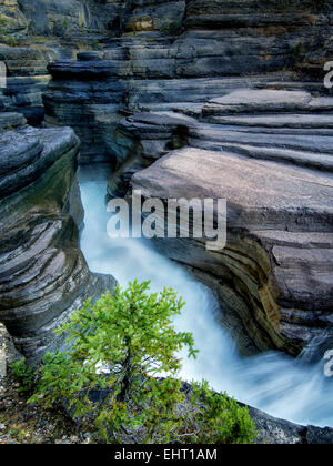 En cours d'Mystiya Canyon. Le parc national Banff, Alberta, Canada Banque D'Images