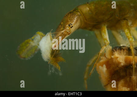 Larve du plongée (Dytiscus marginalis) manger les larves Newt | die großen Larven des Gelbrandkäfers (Dytiscus marginalis) Banque D'Images