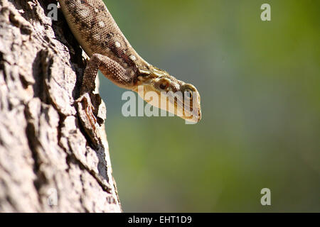 Agama Lizard, l'Est de Tsavo National Park, Kenya Banque D'Images
