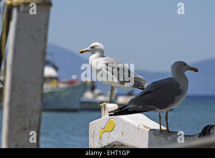 Mouettes profitant du soleil à Egine's port dans le golfe Saronique, une petite île, une heure loin de Piraeus, GRÈCE Banque D'Images