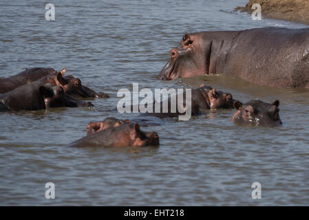 Hippopotamus amphibius,Hippo,Flusspferd,Hippopotame, Banque D'Images