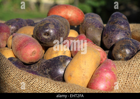 pommes de terre Banque D'Images