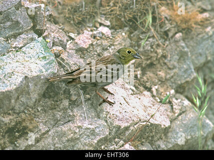 Cinereous Bunting. Homme, Lesbos Banque D'Images