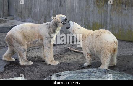 Stuttgart, Allemagne. Mar 17, 2015. Document - un document photo mis à disposition par le Wilhelma Zoological-Botanical Jardin le 17 mars 2015 montre l'ours polaire Corinna (R) et l'été invité depuis Nuremberg, Felix (L), réunis pour la première fois dans l'enceinte de l'ours polaire dans le Wilhelma à Stuttgart, Allemagne, 17 mars 2015. PHOTO : Document de cours/HARALD KNITTER/dpa ( EN LIAISON AVEC L'ÉTABLISSEMENT DE RAPPORTS SUR LE ZOO WILHELMA À STUTTGART - Crédits obligatoires) Credit : dpa/Alamy Live News Banque D'Images