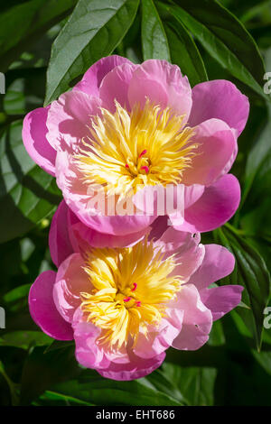 La floraison des pivoines dans le jardin à la fin du printemps. Banque D'Images