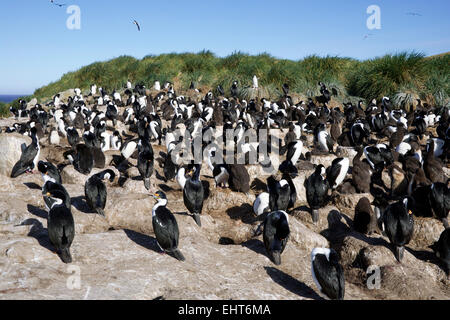 Colonie de cormorans roi nouvelle île Falkland Islands Banque D'Images