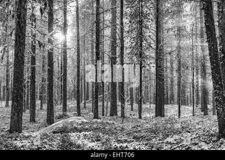 L'humeur du rétroéclairage en forêt, Laponie, Suède Banque D'Images