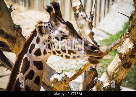 Belle girafe dans un zoo park Banque D'Images