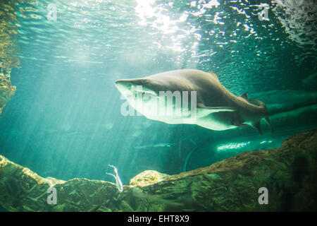 Puissant et dangereux piscine requin sous l'eau Banque D'Images