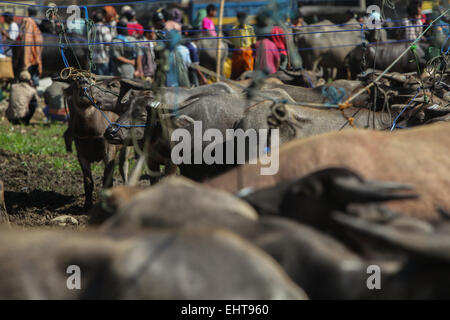 Marché hebdomadaire à l'élevage, Toraja de Sulawesi du Sud. Banque D'Images