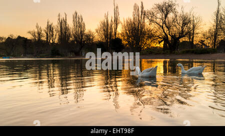 Canards sur le lac zoo Banque D'Images