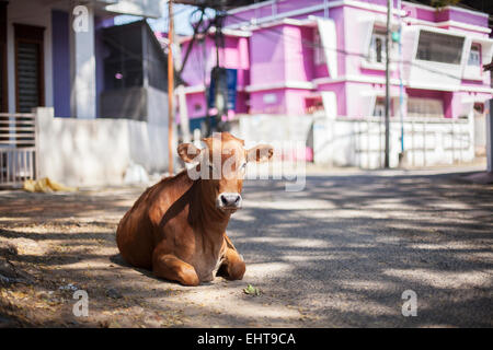 Vache couchée dans la rue à tout droit à l'appareil photo, Kerala, Inde Banque D'Images
