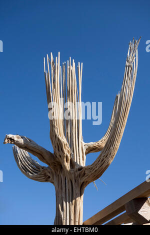 Cactus géant saguaro skeleton Banque D'Images