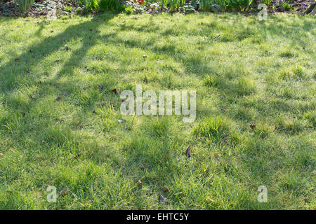 Ombres sur l'herbe couverte de rosée Banque D'Images