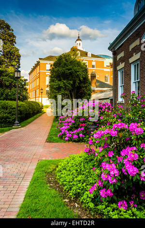 Les buissons d'azalées et de bâtiments à l'Université John Hopkins de Baltimore, Maryland. Banque D'Images