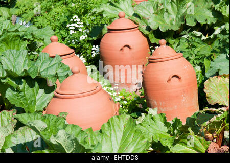 Rhubarbe (Rheum rhabarbarum) croissant dans un pot de terre cuite en terre cuite Banque D'Images