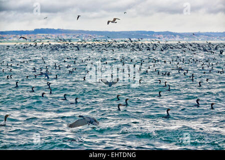 Grand essaim de cormorans (Phalacrocorax carbo) à Mossel Bay, Western Cape, Afrique du Sud Banque D'Images