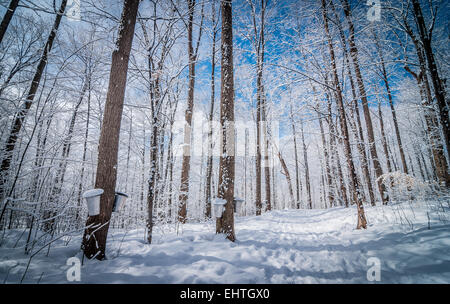 Seaux de collecte de sirop d'une cabane à sucre, pour accrocher sur les arbres le long des sentiers de randonnée dans la forêt d'hiver boisé d'érable. Banque D'Images