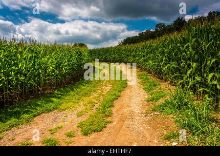 Chemin de terre à travers un champ de maïs dans les régions rurales de Carroll County, Maryland. Banque D'Images