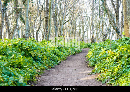 Un chemin à travers la forêt dans le Suffolk, UK Banque D'Images