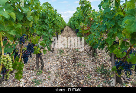 Vignoble à Saint Julien en Médoc, France avec rouge bleu raisin, feuilles et Terre siliceuse. Banque D'Images