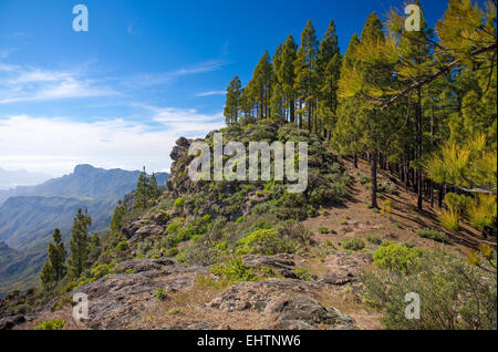 Gran Canaria, la Caldeira de Tejeda,chemin d'accès à Artenara village, pins canariens Banque D'Images